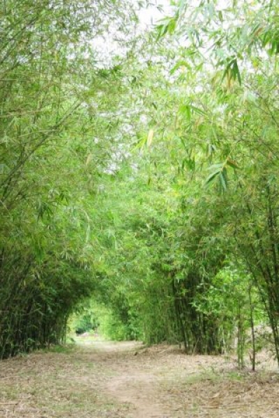 Sơn Trà Tịnh Viên - Miền đất tịnh yên